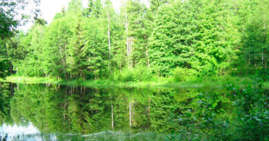 Лес и река