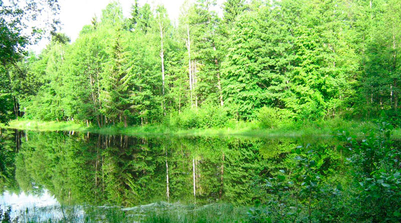 Лес и река